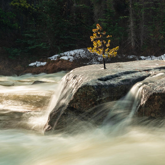 Sustainability Brands