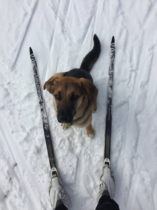 How to start Cross country skiing in Whitehorse